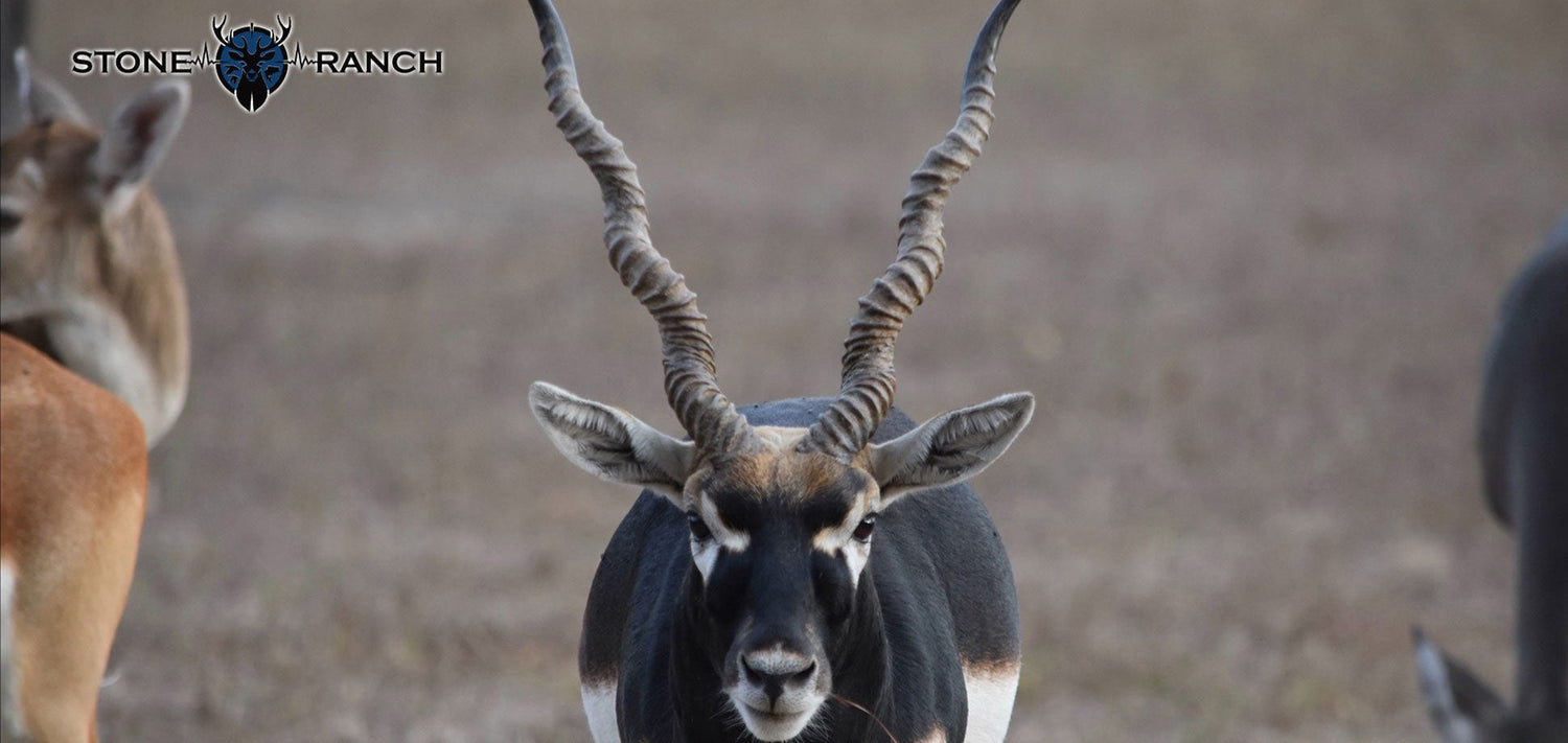 Exotics – Stone Ranch